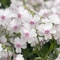 Phlox subulata 'Amazing Grace'