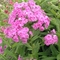 Phlox paniculata 'Shortwood'