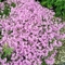 Phlox pilosa var. ozarkana 