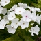 Phlox paniculata Volcano&reg; 'White'