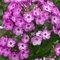 Phlox paniculata Volcano&reg; 'Purple'