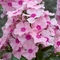 Phlox paniculata 'Rowie'