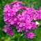 Phlox paniculata 'Robert Poore'