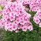 Phlox x arendsii 'Ping Pong'