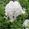 Phlox paniculata 'Mount Fuji'