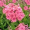 Phlox x arendsii 'Miss Mary'