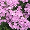 Phlox x arendsii 'Miss Margie'