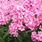Phlox paniculata 'Miss Ellie'