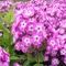 Phlox paniculata 'Little Boy'