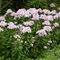 Phlox paniculata 'John Fanick'