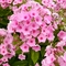 Phlox paniculata 'Inta'