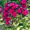 Phlox paniculata 'Goldmine'