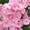 Phlox paniculata 'Fairest One'