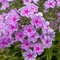 Phlox paniculata 'Ending Blue'