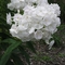Phlox paniculata 'Eden's Glory'