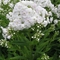 Phlox paniculata 'Dunbar Creek'