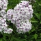 Phlox paniculata 'Delta Snow'