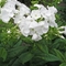 Phlox paniculata 'Danielle'