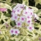 Phlox paniculata 'Creme de Menthe'