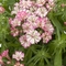 Phlox 'Peppermint Candy'