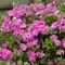 Phlox drummondii 'Astoria Pink'