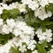 Phlox drummondii 'Astoria White'
