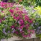 Phlox drummondii 'Astoria Mix'