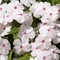 Phlox drummondii 'Astoria Pink Splash'