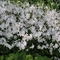 Phlox divaricata 'May Breeze'