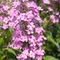 Phlox carolina 'Magnificence'