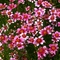 Coreopsis rosea 'Heaven's Gate'