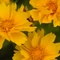 Coreopsis grandiflora 'Presto'