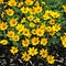 Coreopsis auriculata f. nana 'Elfin Gold'