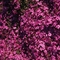 Phlox subulata 'Millstream Daphne'