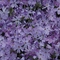 Phlox subulata 'Emerald Blue'