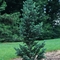 Abies concolor 'Conica'