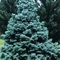 Abies concolor 'Compacta'