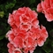 Pelargonium x hortorum 'Survivor Light Salmon'