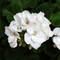 Pelargonium x hortorum 'Survivor White'