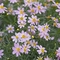 Coreopsis rosea 'American Dream'