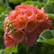 Pelargonium x hortorum Classic&trade; 'Dark Salmon'