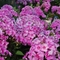 Phlox paniculata 'Eva Cullum'