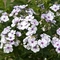 Phlox paniculata 'Junior Surprise'