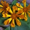 Coreopsis auriculata 'Zamphir'