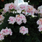 Pelargonium x hortorum 'Savannah White Splash'