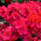 Pelargonium x hortorum Fantasia&reg; Violet