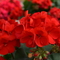 Pelargonium x hortorum Fantasia&reg; Cardinal Red