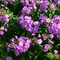 Phlox paniculata Flame&trade; Lilac Improved