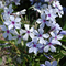 Phlox divaricata ssp. laphamii 'Chattahoochee'