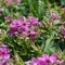 Phlox paniculata 'Early&trade; Start Velvet'